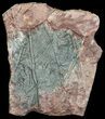 Moroccan Crinoid (Scyphocrinites) Plate #56220-1